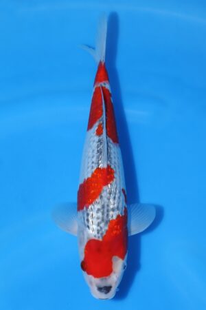 Gin Rin Goshiki - SK-651A