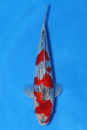 Gin Rin Goshiki - SK-651D