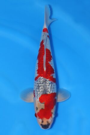 Gin Rin Goshiki - SK-651E