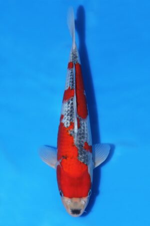 Goshiki - SK-651I