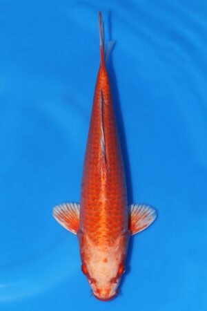 Orenji Ogon - SK-691J