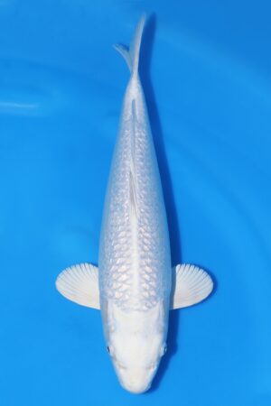 Gin Rin Platinum Ogon - SK-661D