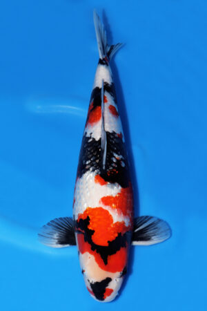 Gin Rin Showa - SK-652