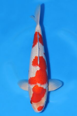 Goshiki - SK-672C