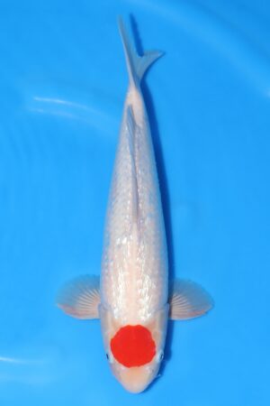Gin Rin Tancho Kohaku - SK-675A