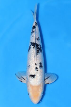 Gin Rin Bekko - SK-674C