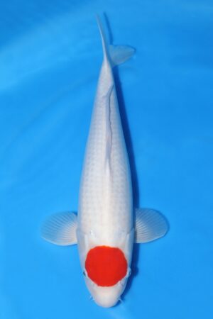 Tancho Kohaku - SK-645C