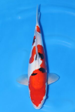 Doitsu Sanke - SK-732B