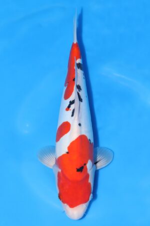 Doitsu Sanke - SK-732C