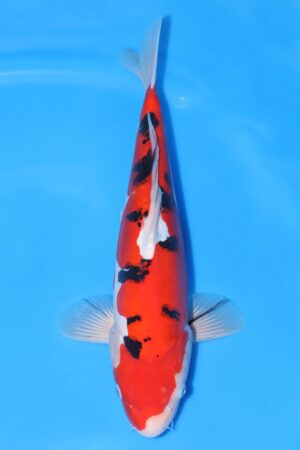 Doitsu Sanke - SK-732D