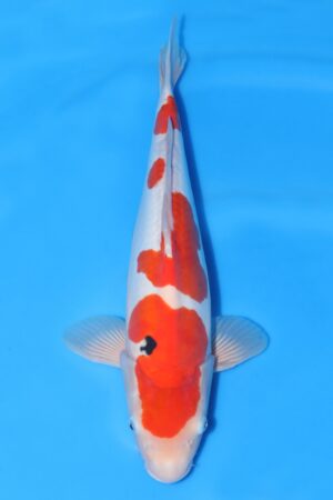 Doitsu Sanke - SK-732F