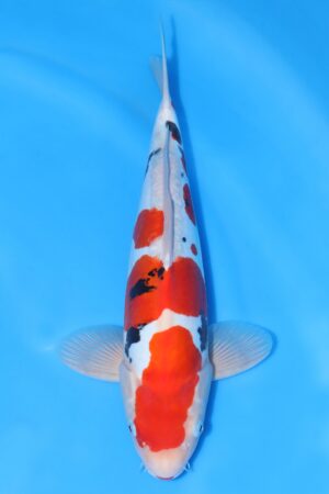 Doitsu Sanke - SK-733C