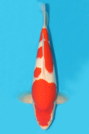 Kohaku - SK-MTO30