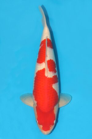 Kohaku - SK-MTO32