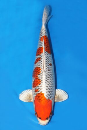 Kujaku - SK-SCO04