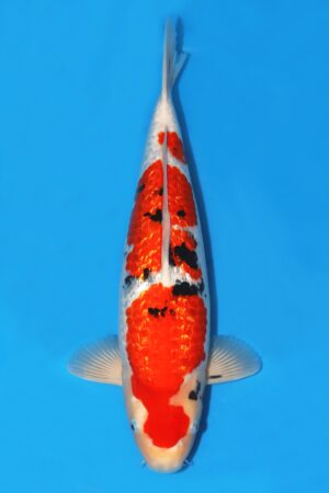 Gin Rin Sanke - SK-SCO05