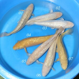 Marusei Nisai - SK-MSE01 to 07