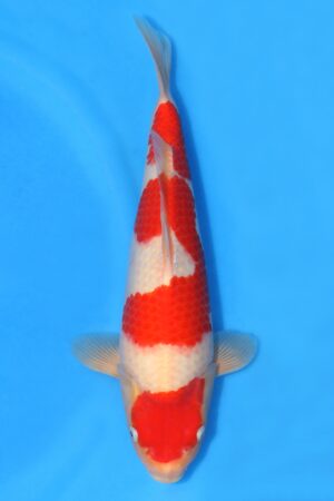 Kohaku - SK-HHK01