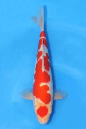 Kohaku - SK-HHK11