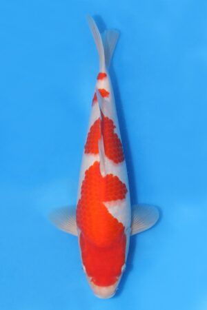 Kohaku - SK-HHK04