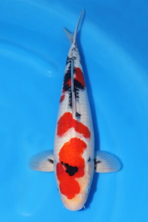 Showa - SK-728B