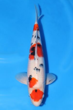 Sanke - SK-675B