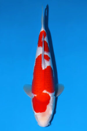 Kohaku - SK-918