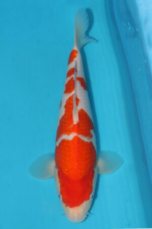 Kohaku - SK-925