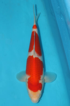Kohaku - SK-924