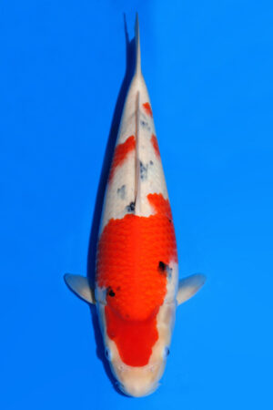 Sanke - SK-927