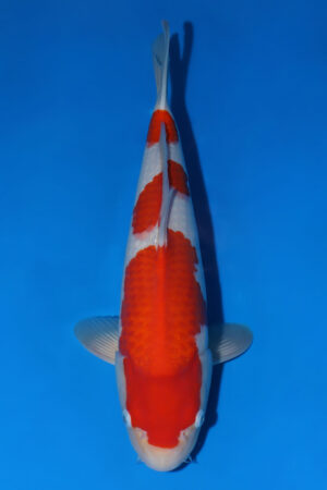Kohaku - SK-929