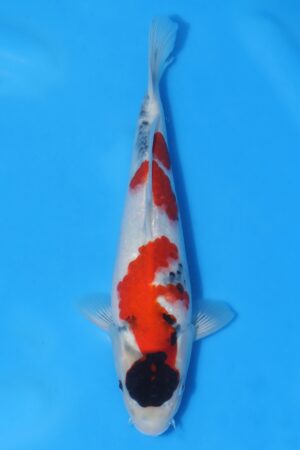 Showa - SK-ISA42