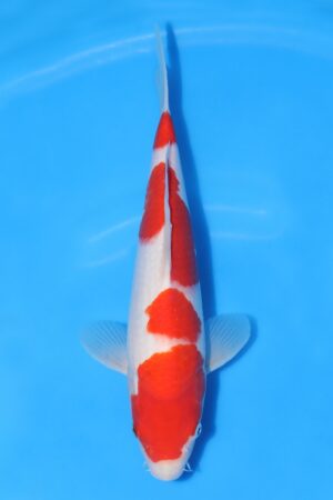 Kohaku - SK-HSH10