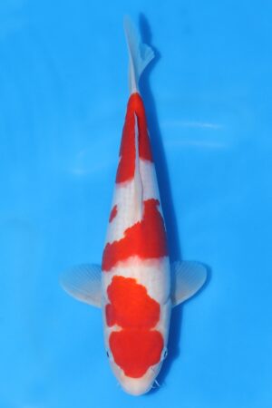 Kohaku - SK-HSH12