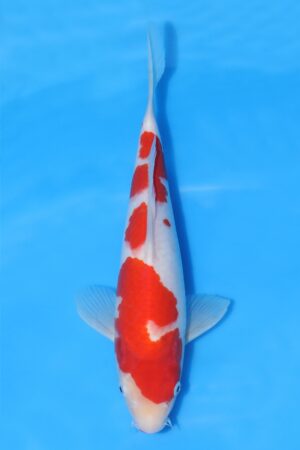Kohaku - SK-HSH21