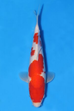 Kohaku - SK-HSH22