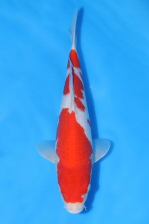 Kohaku - SK-HSH23