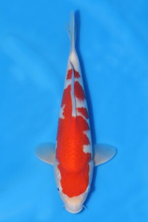 Kohaku - SK-HSH25