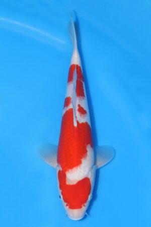 Kohaku - SK-HSH36