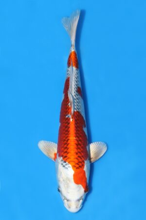 Kujaku - SK-OJK01