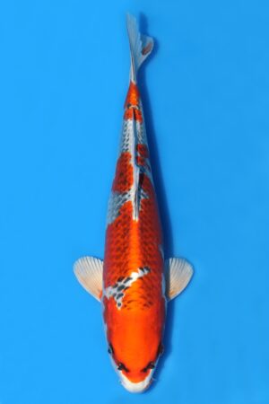 Kujaku - SK-OJK02