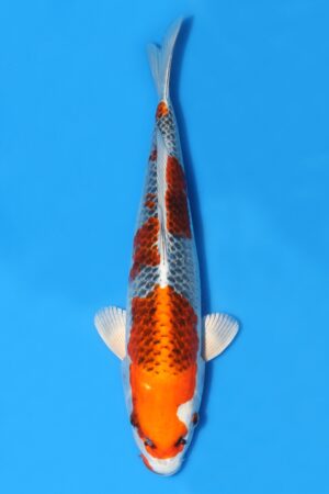 Kujaku - SK-OJK06