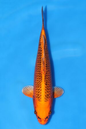 Kin Matsuba - SK-HSK01
