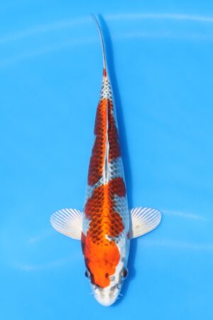 Kujaku - SK-HSK26