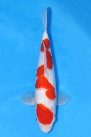 Kohaku - SK-MTS13