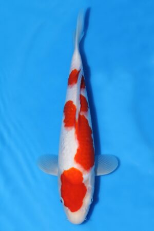 Kohaku - SK-MTS15