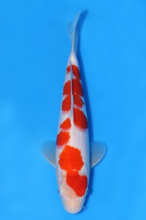 Kohaku - SK-MTS20