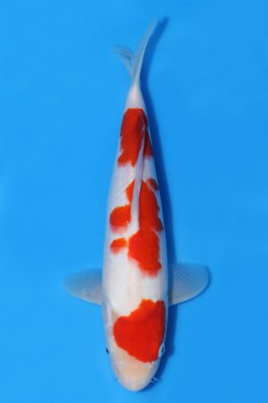 Kohaku - SK-MTS21