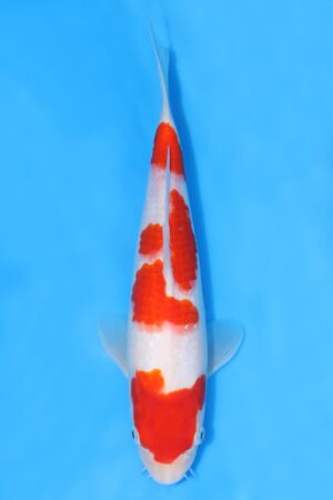 Kohaku - SK-MTS25