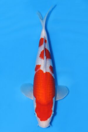 Kohaku - SK-MTS29